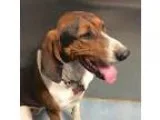 Adopt Hope a BrownChocolate Treeing Walker Coonhound dog in Pago