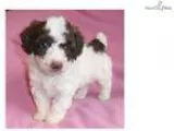 Mini Female Mini Poodle puppy for Sale in Ohio