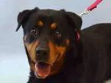 Adopt Sassy a Rottweiler  Mixed dog in Whitestone NY (15710852)