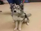 Adopt KENDRA a Siberian Husky  Mixed dog in Ogden UT (15740065)