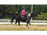 Steady smooth Wide Build BW Babysitter Mare