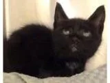 Adopt KITTENS a Brown Tabby Domestic Shorthair (short coat) cat 