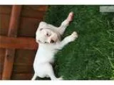White boxer male puppy