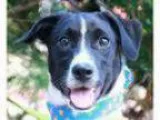 Adopt Glen a Mountain Dog