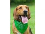 Adopt Huck a Hound