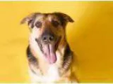 Adopt Zeus a German Shepherd Dog