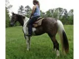 BIG Walkaloosa Suitable for Beginners Guests Grandma or Hubby