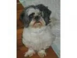 Adopt Cornet a White - with Black Shih Tzu  Mixed dog in Homer G