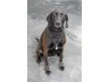 Adopt Ava a Labrador Retriever