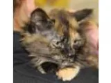 Adopt Baby Princess a Tortoiseshell
