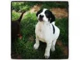WANTED  =  Male adult Moustashe - Price: call me