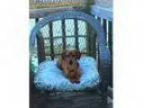 Adopt Jack a Dachshund