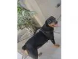 Adopt Macarena a Black - with Tan Yellow or Fawn Rottweiler  Mix
