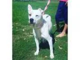 Adopt A374001 Daisy a White - with Tan Yellow or Fawn Terrier (U