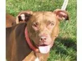 Adopt Malley a American Staffordshire Terrier Labrador Retriever