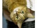 Adopt Sunny a Tan or Fawn (Mostly) Domestic Shorthair (short coa