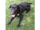 Adopt Cash a Black Labrador Retriever  Mixed dog in San Francisc