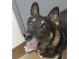 Adopt Dakota a Black German Shepherd Dog  Mixed dog in Wichita K