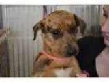 Adopt Vienna a Dachshund