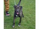 Adopt Simone a Labrador Retriever Bluetick Coonhound