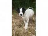 Adopt Hudson a Catahoula Leopard Dog Labrador Retriever