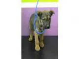 Adopt Melinda - FOSTER TO ADOPT a BrownChocolate German Shepherd