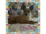 Adopt Mallory a TanYellowFawn - with White Australian Terrier  C