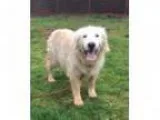Adopt Mick a Golden Retriever
