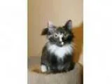 Adopt Harli a Calico Mixed (medium coat) cat in Capshaw AL (