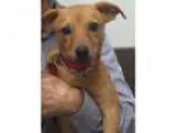 Adopt Toffee a Terrier Dachshund