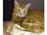 Dewalt Drywall  Deck Screw Driver (Sterling Heights)