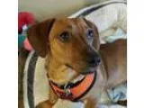 Loving family looking for a dog to join our brood - Price: free
