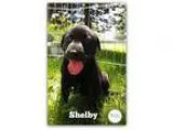Adopt Shelby a Shepherd (Unknown Type)  Labrador Retriever  Mixe