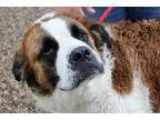 Salute - Male Basset HoundCorgi Mix