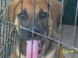 Adopt Astro a RedGoldenOrangeCh estnut - with Black Boxer  Labra