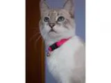 Adopt Princess a Snowshoe Tabby