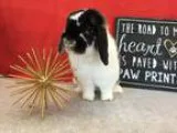 Adopt Bixby a Holland Lop