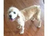 Adopt DixieLee a White Cocker Spaniel  Mixed dog in Alpharetta G