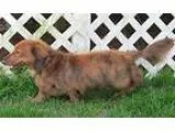Adopt Scout (MD) a Dachshund