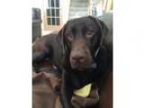 Rhodesian Ridgeback Puppies for sale