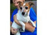 Adopt Maddie a TanYellowFawn - with White Jack Russell Terrier  