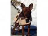 Adopt Rickey a Miniature Pinscher