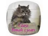Adopt Clara a Domestic Long Hair