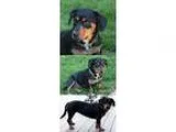 Adopt Scarlett the Doxie a Dachshund Beagle