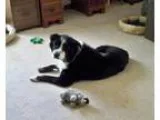 Adopt Torrin a Black Flat-Coated Retriever  Chow Chow  Mixed dog