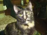 Adopt Magic a Tortoiseshell American Shorthair (medium coat) cat