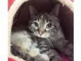 Adopt Gladys a Siamese
