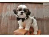 Tiny Boy Home Raised and SpoiledPotty-Traini ng