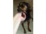 Adopt Reece a Black - with Brown Red Golden Orange or Chestnut T