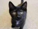 Adopt HARRIET a Domestic Mediumhair  Mixed (medium coat) cat in 
